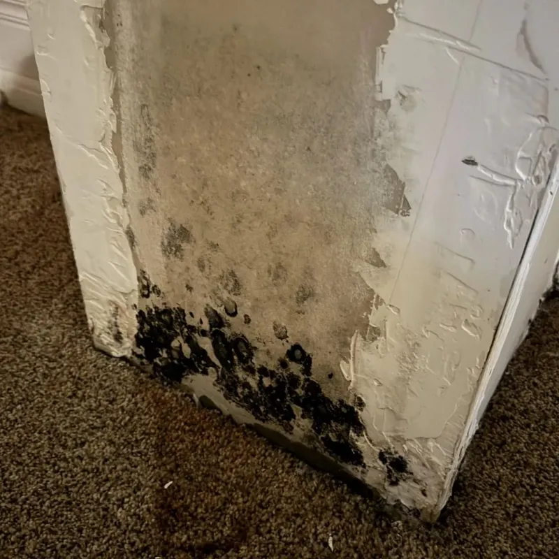 Professional Mold Removal in Osage City, KS